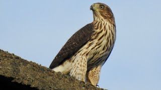 COOPER’S HAWK HUNTING BIRDS SCANNING THE SKY AND GOOFING AROUND [upl. by Chadwick]