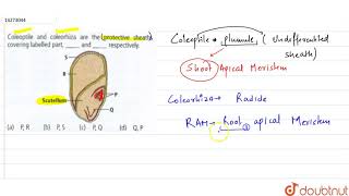 Coleoptile and coleorhiza are the protective sheats covering labelled partandrespectiv [upl. by Fortunna]