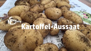 Kartoffeln im Kübel anziehen [upl. by Eniluqaj]