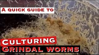 Culturing Grindal Worms A Quick Guide [upl. by Carrick]