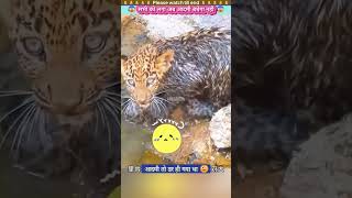 सभी को लगा अब आदमी बचेगा नही 😰 animal animals animallover animalrescue lion [upl. by Cardew430]