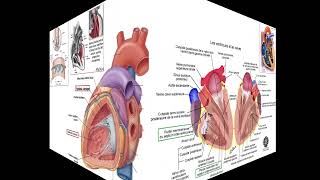 Anatomie du cœur et du péricarde [upl. by Lemert]