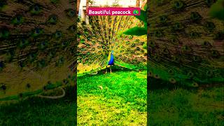 Peacock dance 🦚 song music mor peacock peacock naturesounds amazing morpankhi [upl. by Assili]