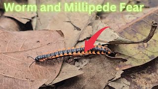 Shocking Encounter Worm and Millipede Fear [upl. by Ahsiya204]