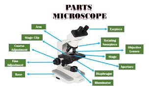 Microscope Types Parts and Function [upl. by Snell]