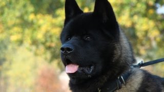 Akita Training Basics [upl. by Michi]