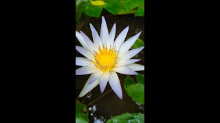 Blooming the Sri Lanka National flower  Nymphaea nouchali White Version [upl. by Naveb]