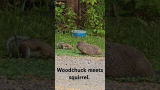 Woodchuck meets Squirrel [upl. by Eignat]