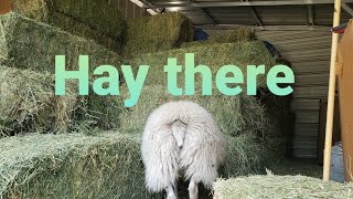 Hay days on the farm [upl. by Ultun]