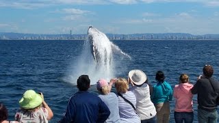 Gold Coast Whale Watching with Whale Watch Australia [upl. by Aletha]