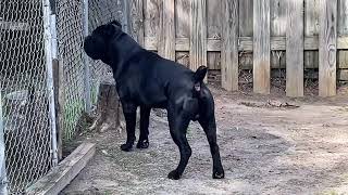 Cane Corso being protected by his Attack Chihuahuas [upl. by Annaiek894]