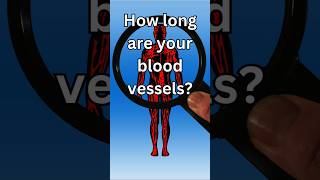 How long are your blood vessels [upl. by Iadahs]