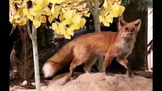 The sounds that a Fox makes [upl. by Wallace]