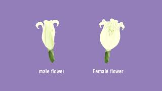 Identify the Parts of a Flower and Distinguish between Unisexual and Bisexual Flowers [upl. by Lesig852]