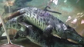 Crocodiles mating shortvideo nature [upl. by Steere]