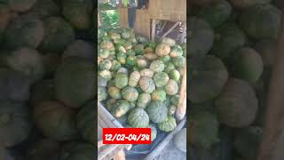 Kalabasa squash eastwestseed harvest [upl. by Adnolay338]