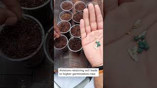 how to prepare seedling soil for better seed germination ytshorts kitchengardening [upl. by Joe952]