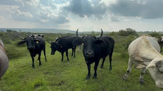 “Van con todo las lecheras”🐮🤍 [upl. by Tobe]