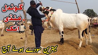 Gondal Mandi Attock Update 5 February 2024  Fatehjangi Bulls [upl. by Woody760]