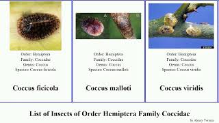 List of Insects of Order Hemiptera Family Coccidae scale coccus ceroplastes pulvinaria coffee Wax [upl. by Reinhard197]