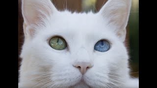 Amazing Super Loud Cat How do you know your cat is deaf Video 1 [upl. by Lichtenfeld]