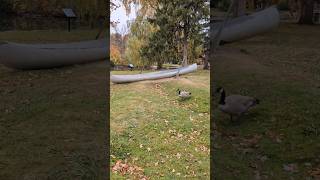 Geese amp Canoe A 4K Victory Park Showcase [upl. by Roxanne]