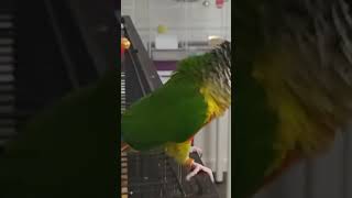 My cute little Green cheek conure dancing [upl. by Einalam]