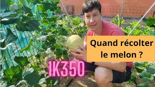 Quand récolter le melon [upl. by Alejo32]