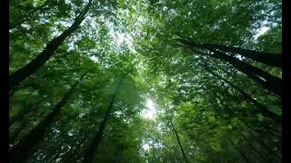 Sunlight streaming through dense forest foliage creating magical beams of light on the forest floor [upl. by Gnim]