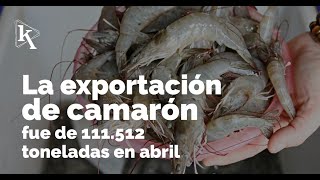 El camarón alcanzó un volumen récord de exportaciones en abril [upl. by Nikoletta]