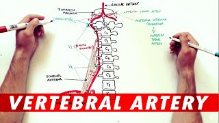 Anatomy Tutorial  The Vertebral Artery [upl. by Lombardy145]