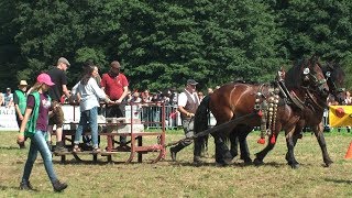 PferdeStark 2017 ZugleistungsWettbewerb [upl. by Barnett176]