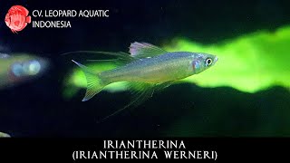 Iriantherina werneri The INDONESIAN MASCOT threadfin rainbow Leopard Aquatic R004A [upl. by Enaz]