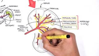 Spleen Anatomy and Physiology [upl. by Frum]