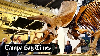 Big John world’s largest triceratops finds home at Glazer Children’s Museum [upl. by Nylorak]