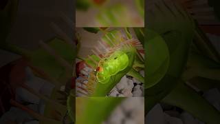 Carnivorous Plant That Eats Insects [upl. by Gastineau]