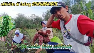 kampung jawa gunungkidultanam pepaya kalifornia di ladang jagung [upl. by Wordoow136]