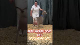 No1 dairy goats toggenburg goat breed Benefits of goats milk goat trending trendingshorts viral [upl. by Di]