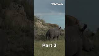 Expect the unexpected Rhinos vs Lions Part 2 wildearth rhino lion part2 [upl. by Luing790]