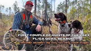 First few WILD FLGA Quail hunts of the 23 season [upl. by Corina]