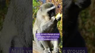 Vervet Monkeys didyouknow facts [upl. by Kannan]