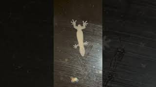 A Gecko Without a Tail [upl. by Chandal]