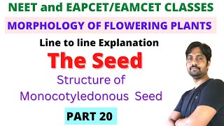 Monocotyledonous seed Structure  Morphology of Flowering Plants Line to line Explanation  PART 20 [upl. by Elnora]