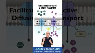 Is it Facilitated Diffusion or Active Transport apbiology cellstructureandfunction cellmembrane [upl. by Carleton685]