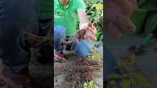 نتائج زراعة الجهنمية من العُقل Growing Bougainvillea from Cuttings الجهنمية bougainvillea [upl. by Eecak707]