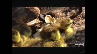 From Cracked Egg to Gosling Last Egg in Canadian Goose Clutch Has Hatched 04142024 exploreorg [upl. by Attennhoj]