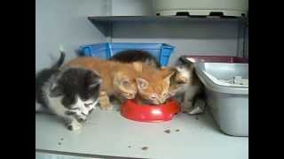 Amsterdam De Poezenboot  The Catboat kittens [upl. by Eelnodnarb]