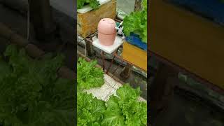 checkout my hydroponically grown lettuce kratkyhydroponics thankyouforwatching [upl. by Akeme]