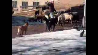 Australian Cattle Dog Rocky herding [upl. by Nycila]