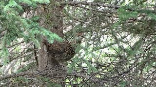 GROUSE HUNTING WITH SLINGSHOT [upl. by Tsirc]